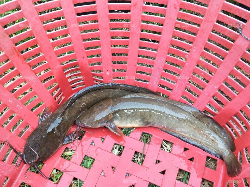 Catfishs in Thailand