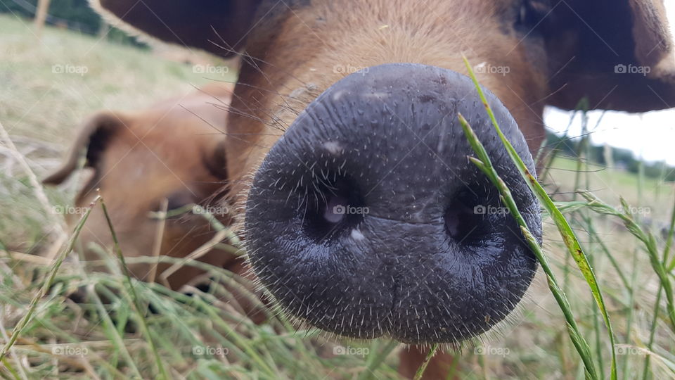 do you like pigs? I absolutely do! I don't eat them though, they are friends! check out this signature snout!