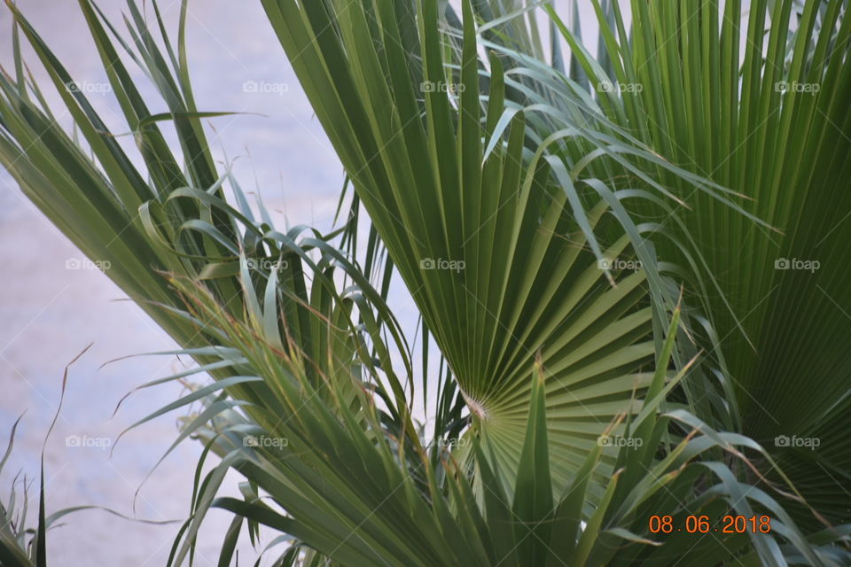 No Person, Leaf, Nature, Tropical, Outdoors