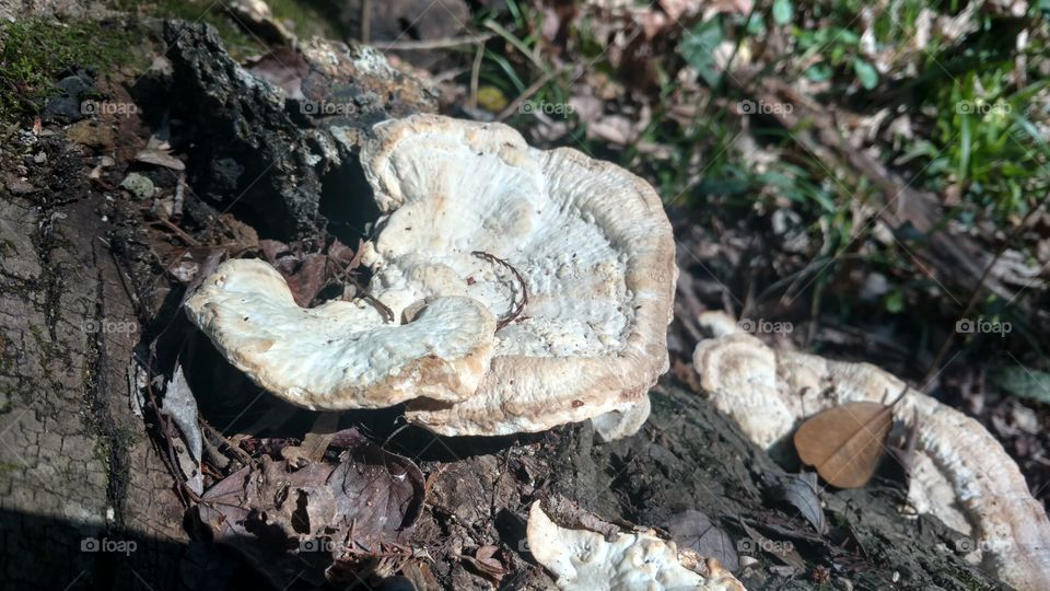 Fungus, Mushroom, Nature, Wood, Toadstool