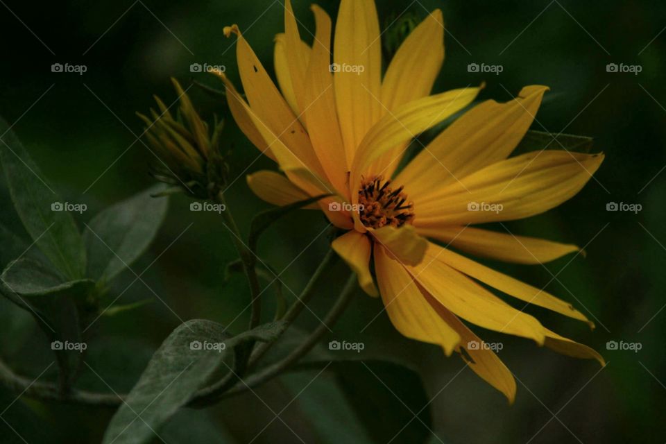 sunflower during late summer