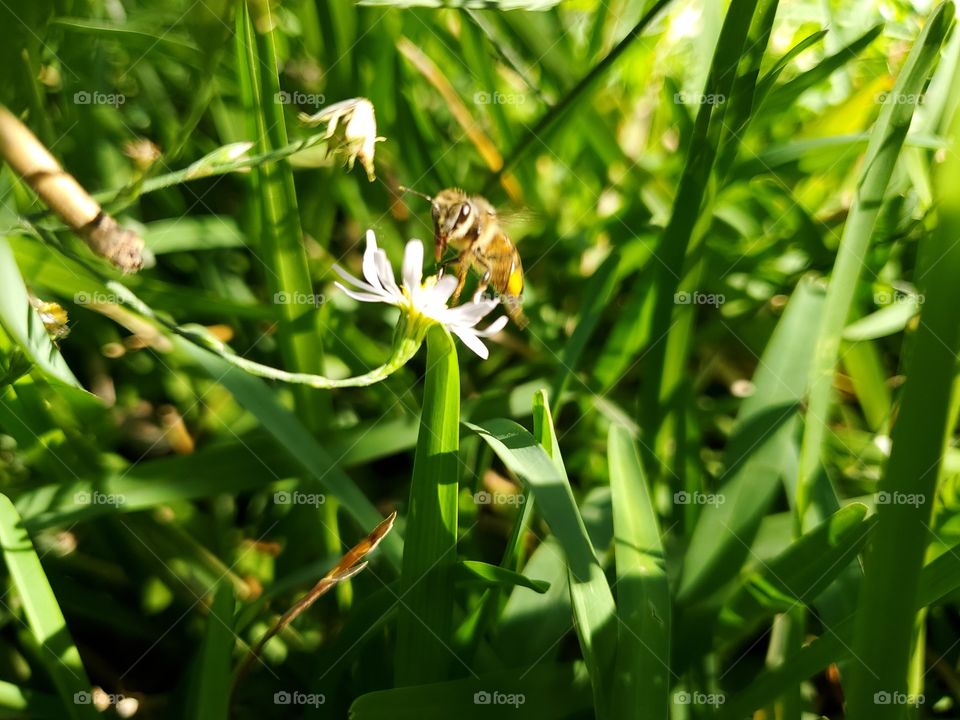 Close up of a ber pollinating a very small flower near the grass.