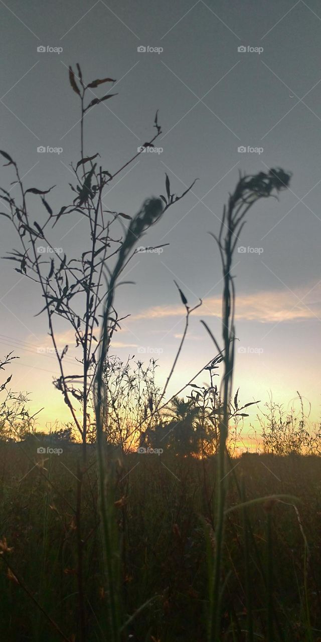 NORDESTE DE PERNAMBUCO