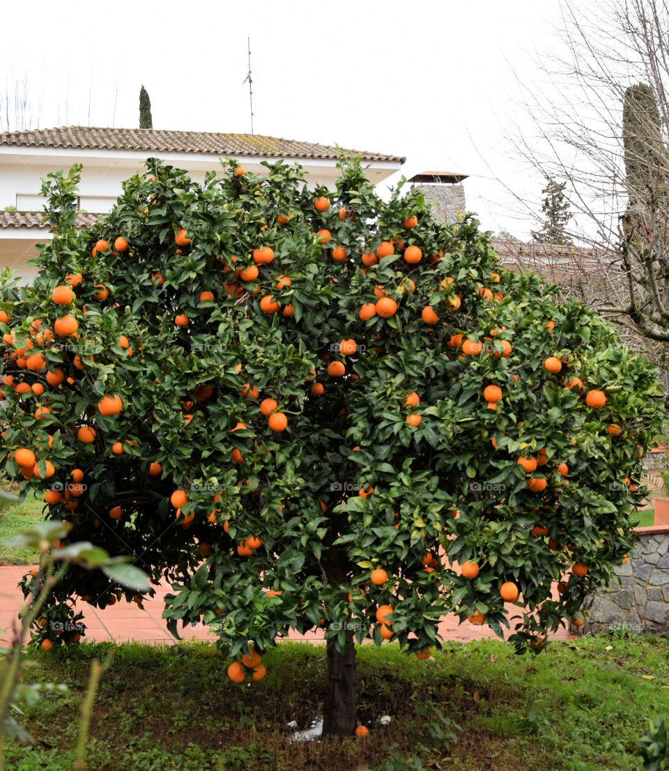 tree with oranges