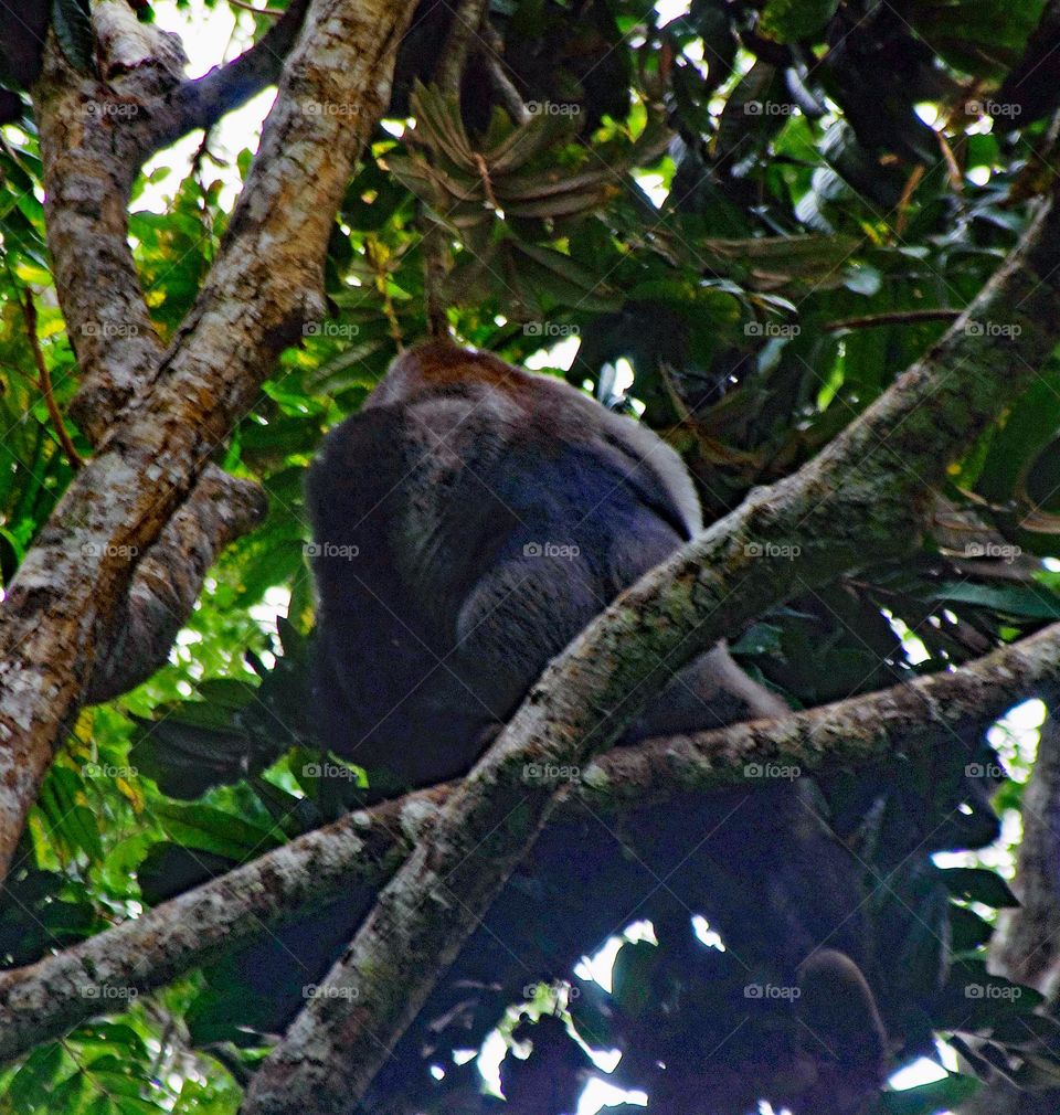 Silverback in a Tree