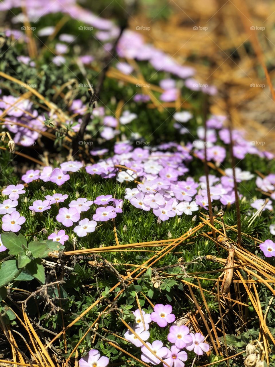 Little white and purple flowers on the forest
