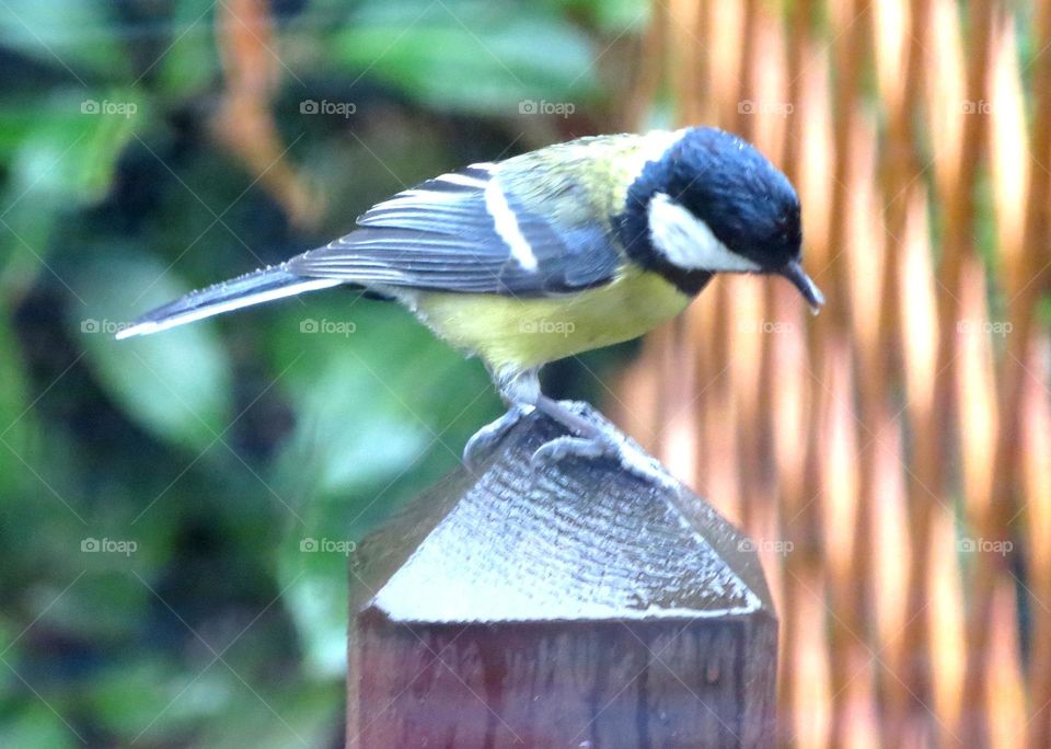 soaked black tit