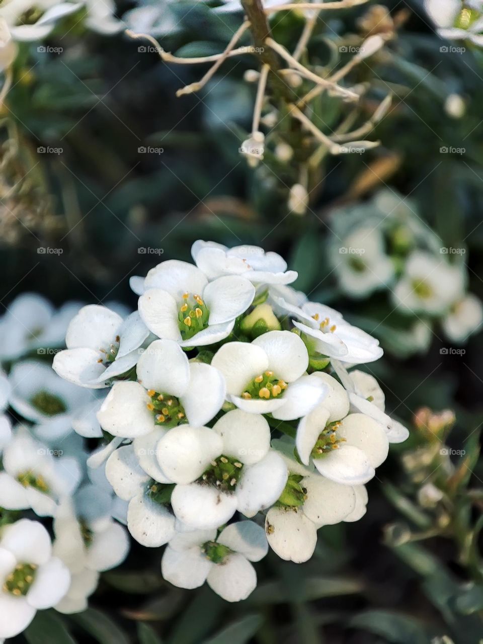 Macro photo of a flower growing in the garden