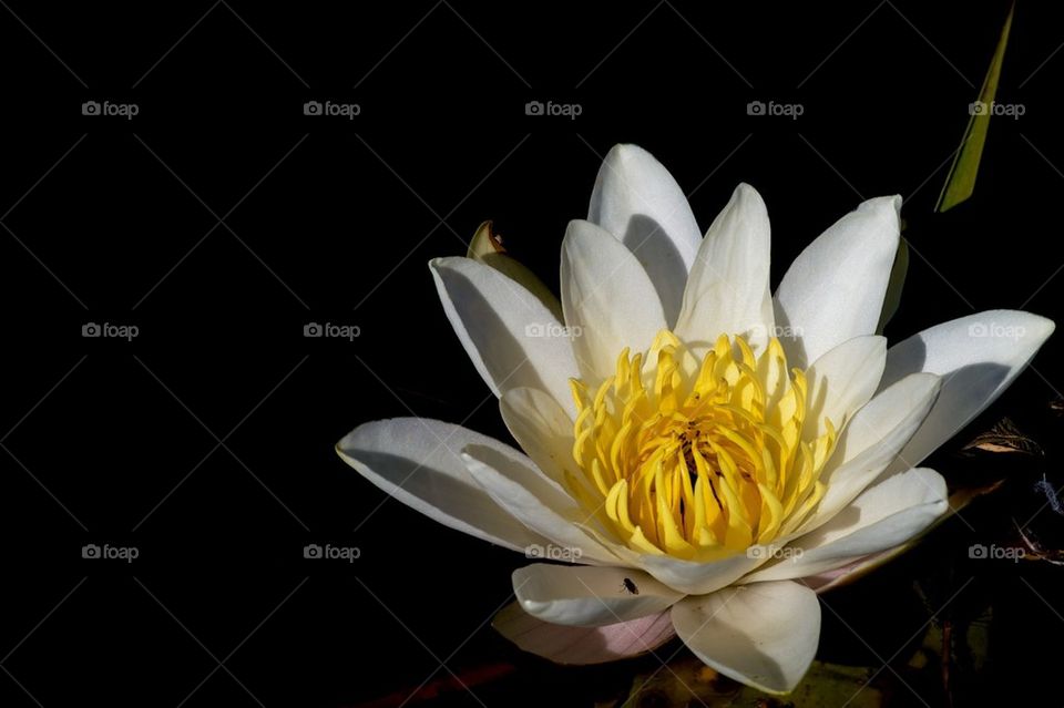 Waterlily, county flower of Södermanland Sweden