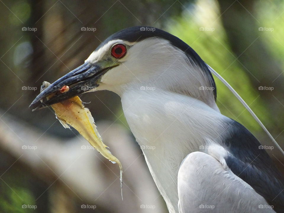 Fish For Food. Hungry bird with fish in its mouth. Afternoon lunch sorted.