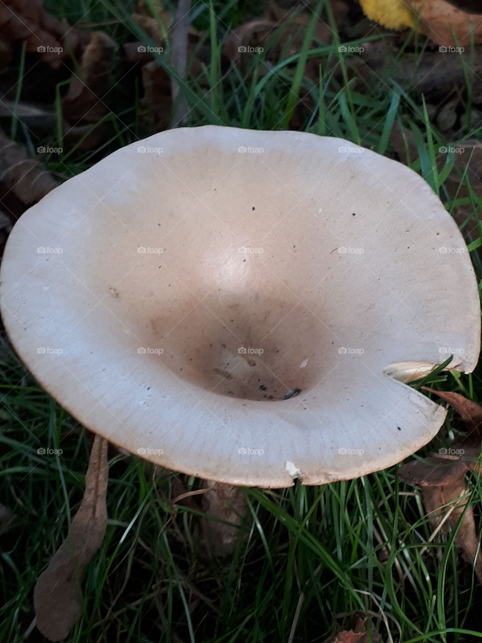 Wild Mushroom