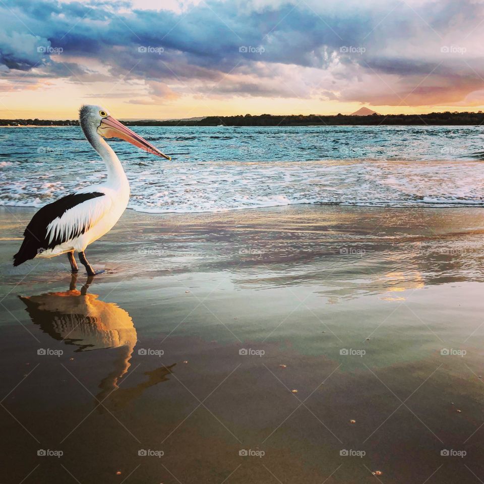 The pelican in the water at sunset 