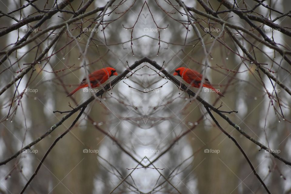 cardinal reflection