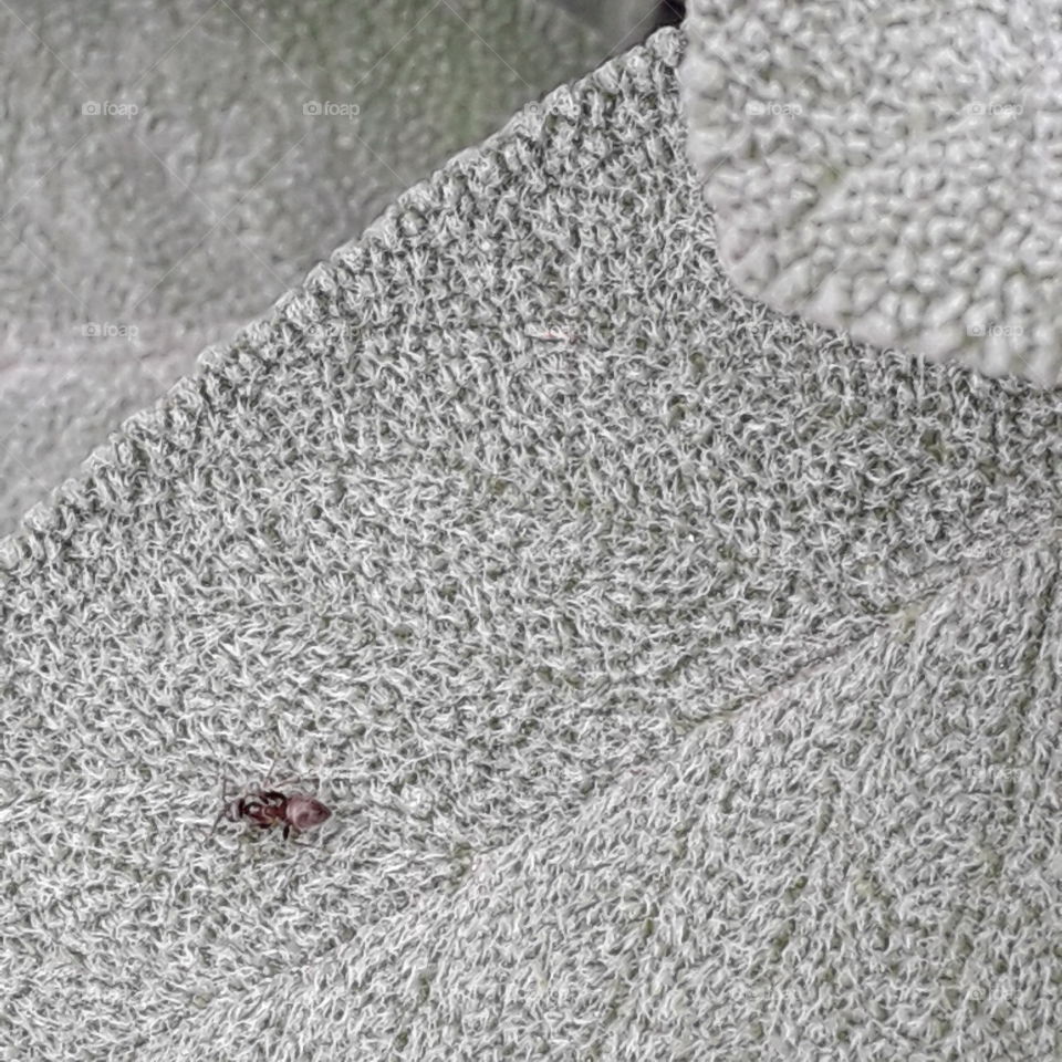 hairy silver leaves of sage