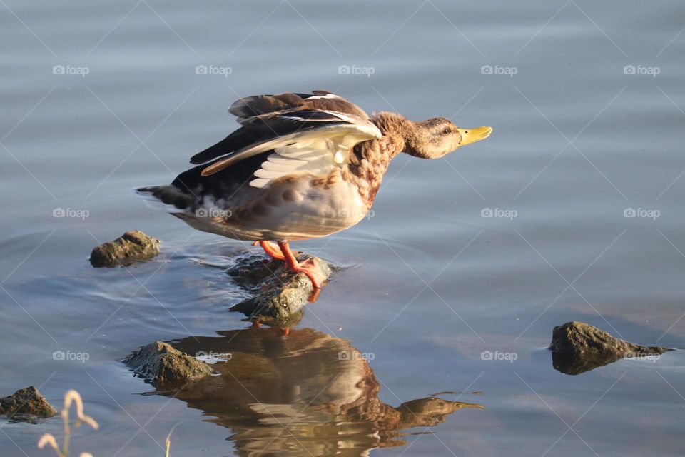 Wild duck at the morning sun at the river