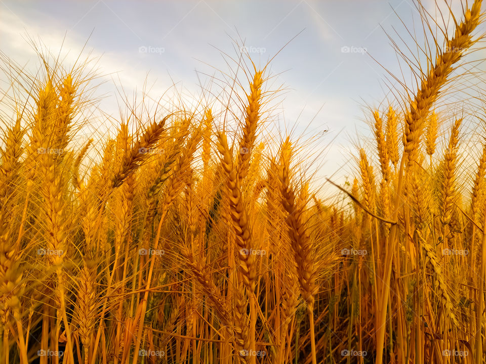 backdrop of ripening ears of yellow wheat field on the sunset cloudy orange sky background. Copy space of the setting sun rays on horizon in rural meadow Close up nature photo Idea of a rich harvest