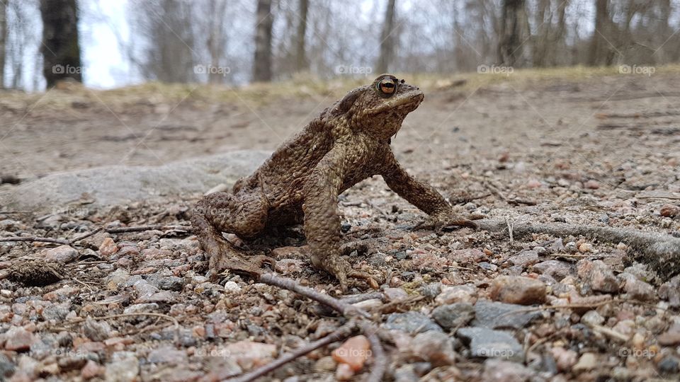 Camouflaged toad frog on the road in the forest - vanlig padda groda på vägen i skogen 