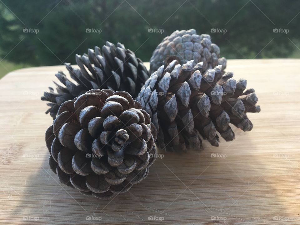 Pine cones 