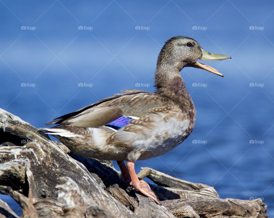 Certainly speaking, when will we understand?