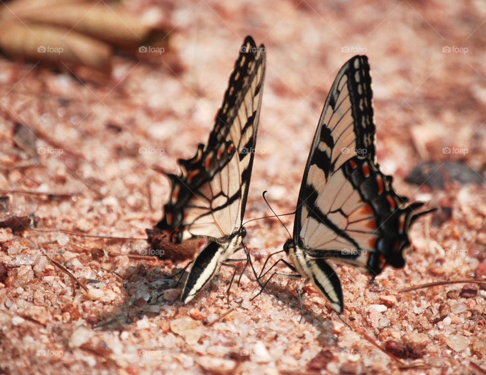 Two Butterflys