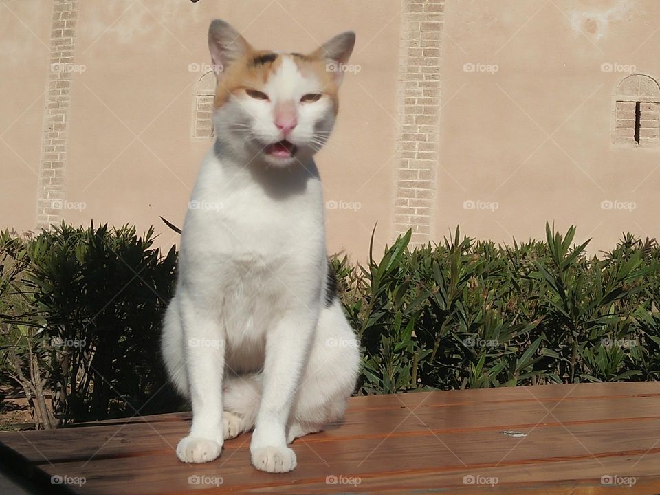 Beautiful cat looking at my camera.