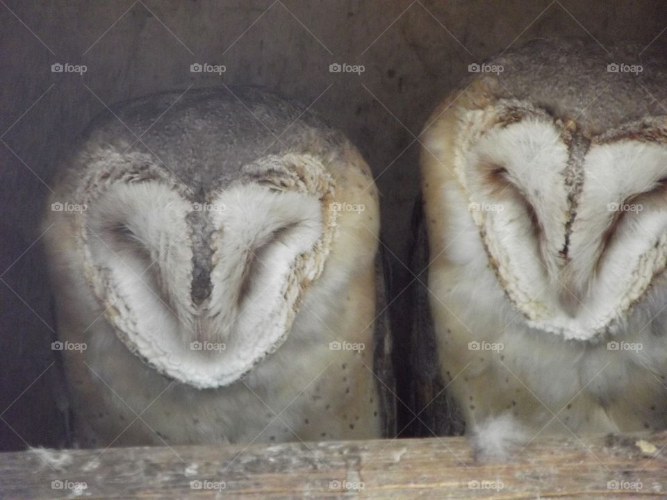 Sleeping Owls