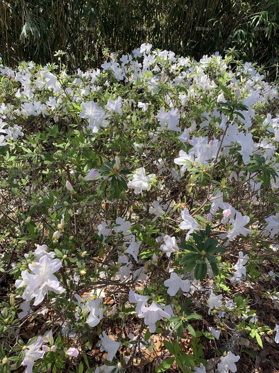 Lovely flowers on a nature trail.