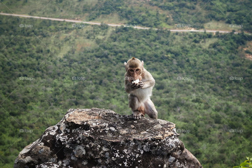 Monkey in Cambodia eating fruit 