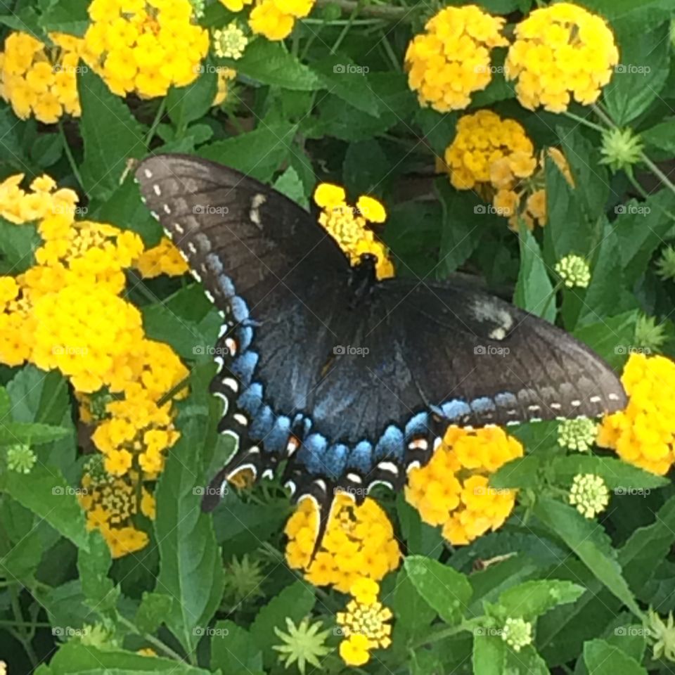 Butterfly. Summer garden sunshine nature fresh sweet blossom pollen nectar