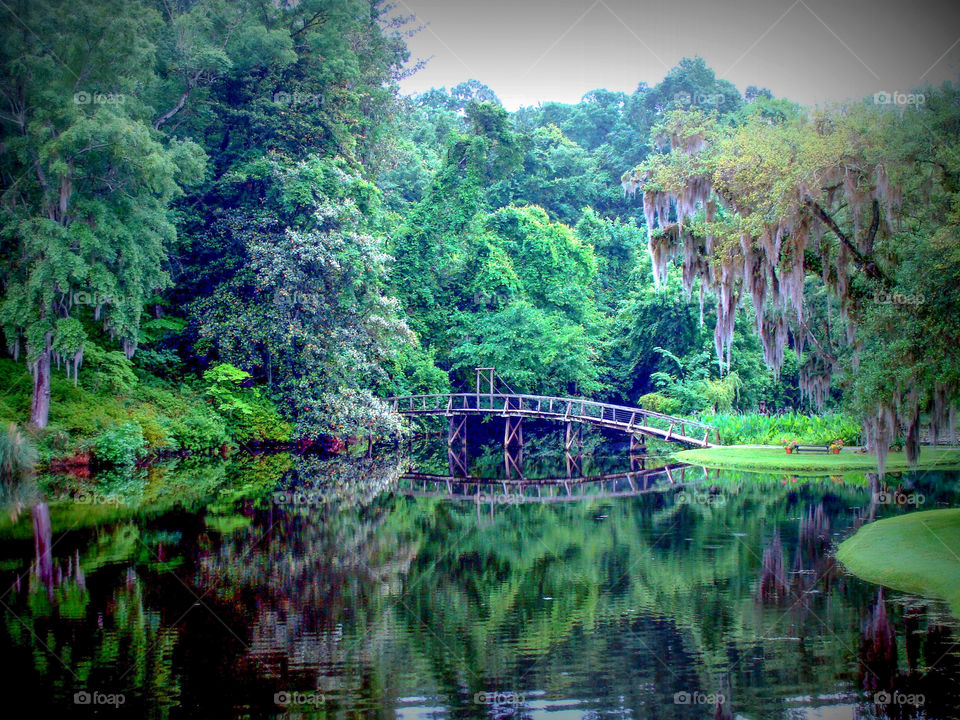 Lush green trees and a curved wooden bridge reflect off of a peaceful pond at Middleton Plantation in Charleston, SC.