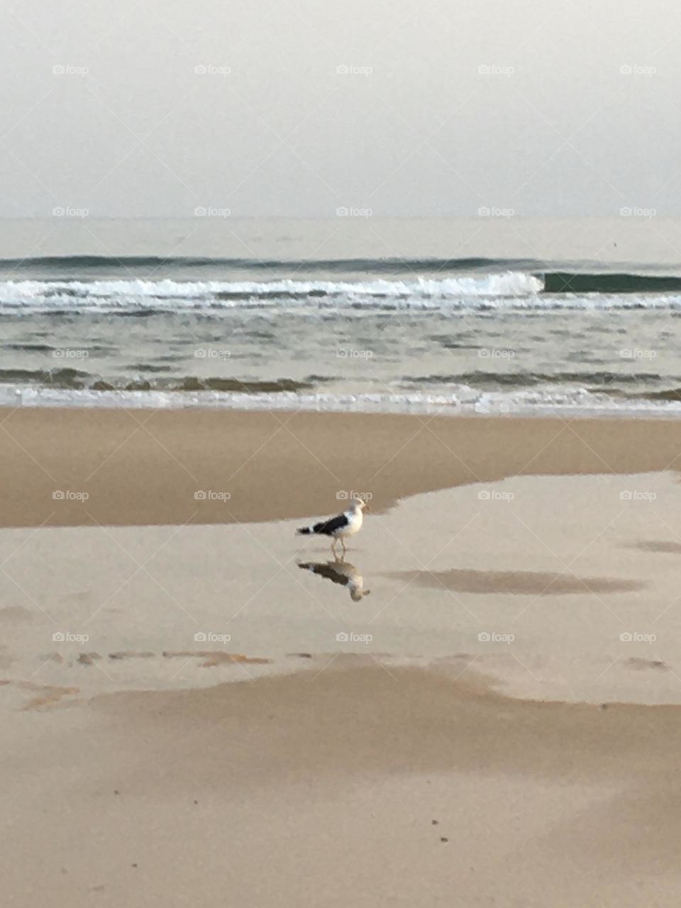 Seagull on beach at low tide