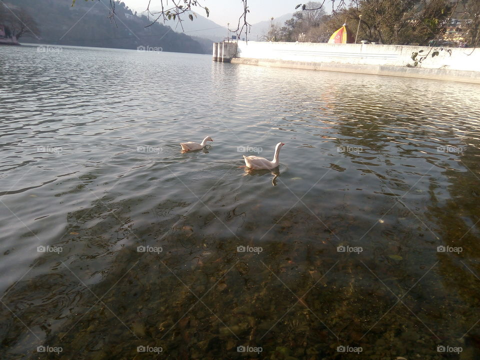 duck enjoying in lake