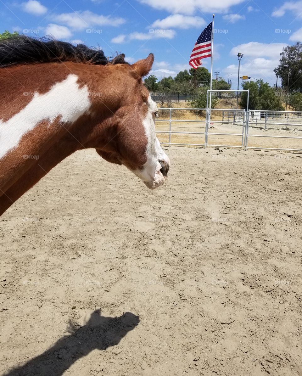 American Paint Horse with Flag and Shadow - natural