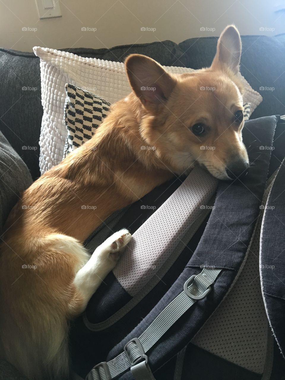 Funny corgi puppy laying on backpack