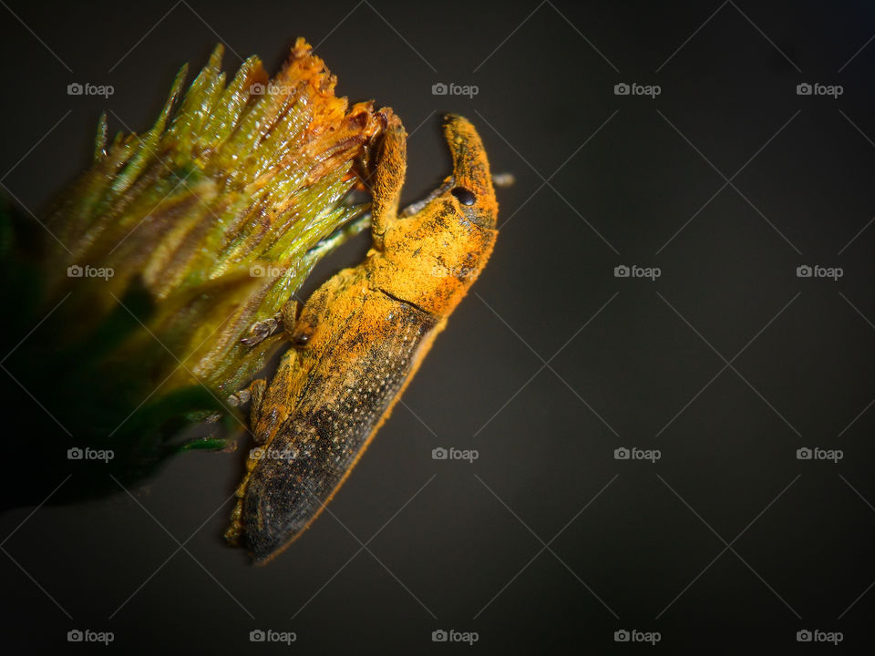 yellow bug sitting on a weed