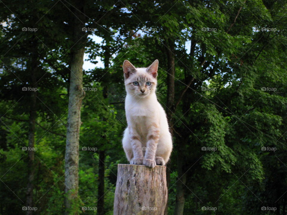 This is a white male cat with blue eyes sitting on the post posing for his picture.