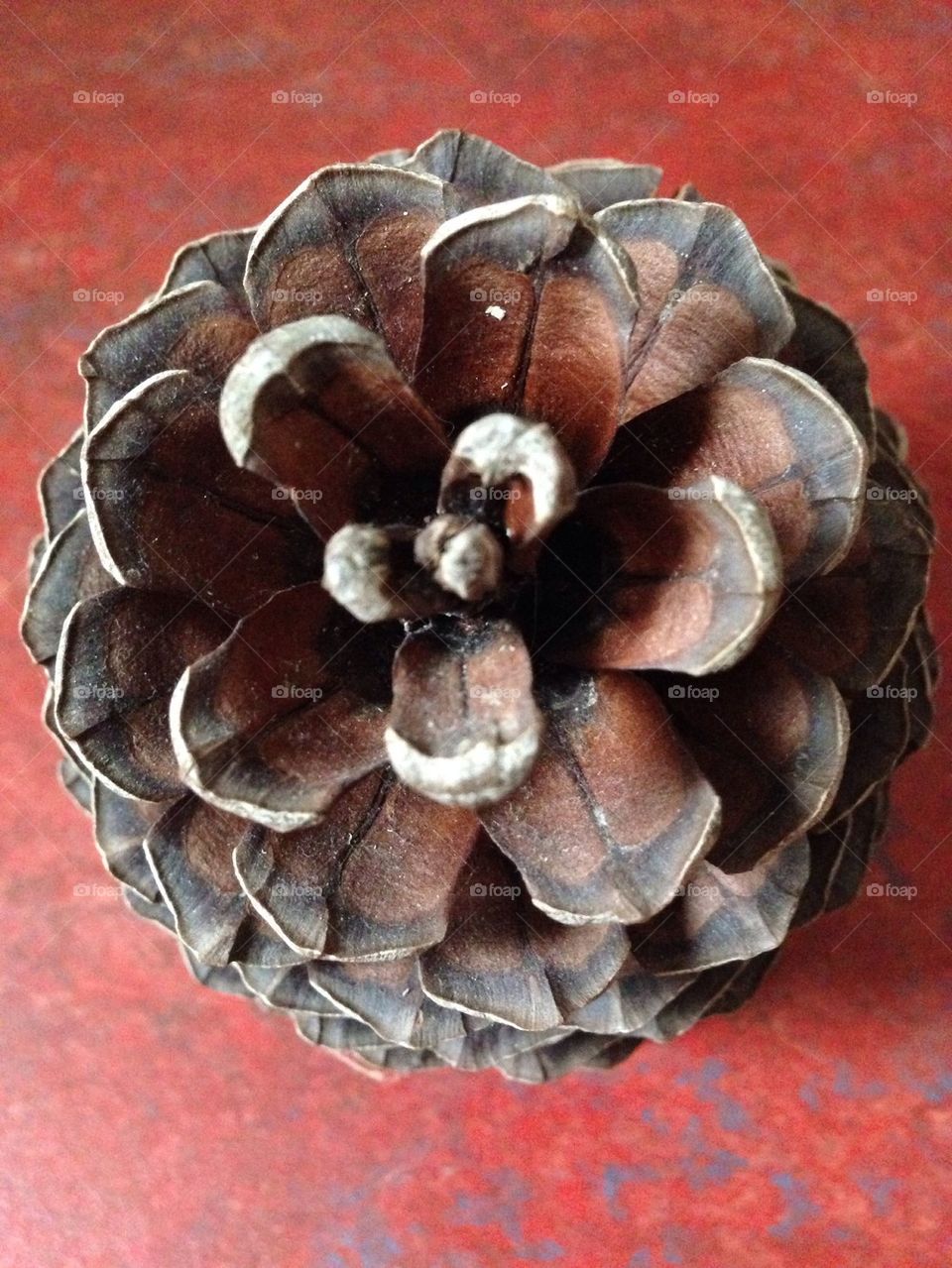 Pine cone Fibonacci 