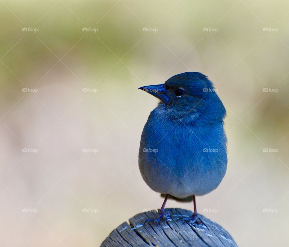 Bird closeup