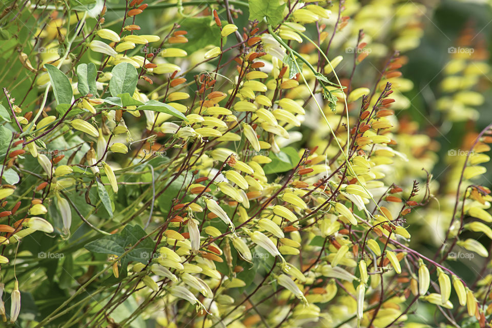 yellow flower And red flower On a background of green foliage