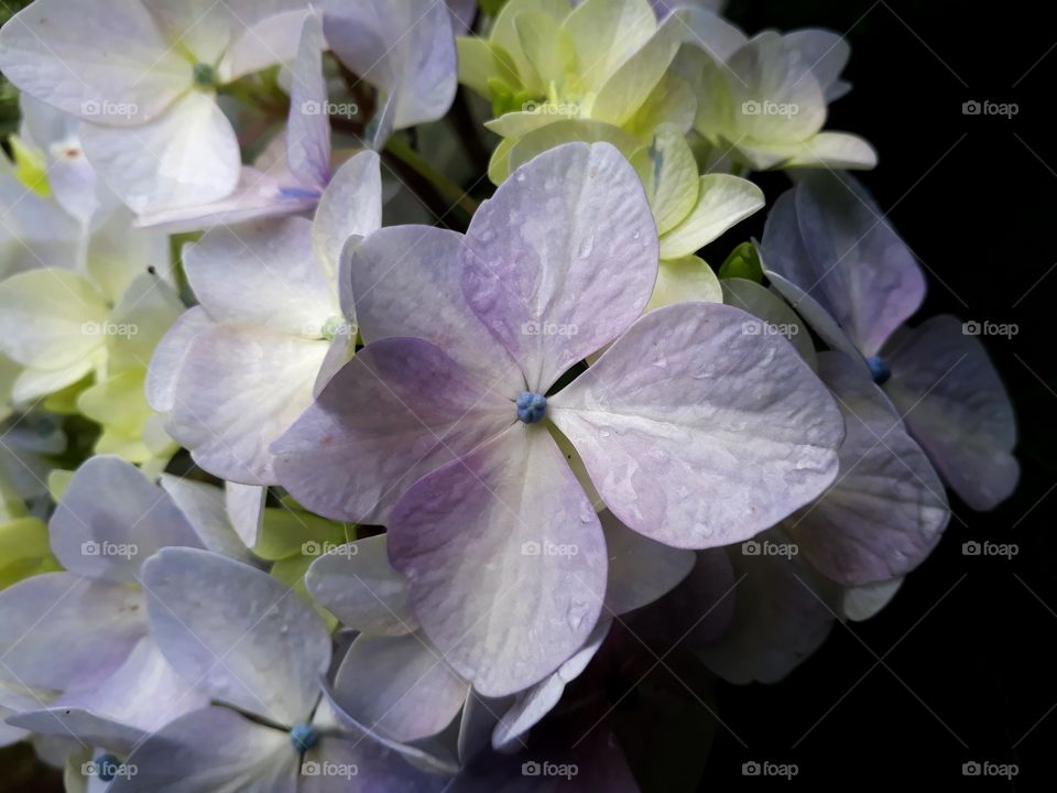 A shot of beautiful blooming of hydrangea flowers indicating the arrival of summer.