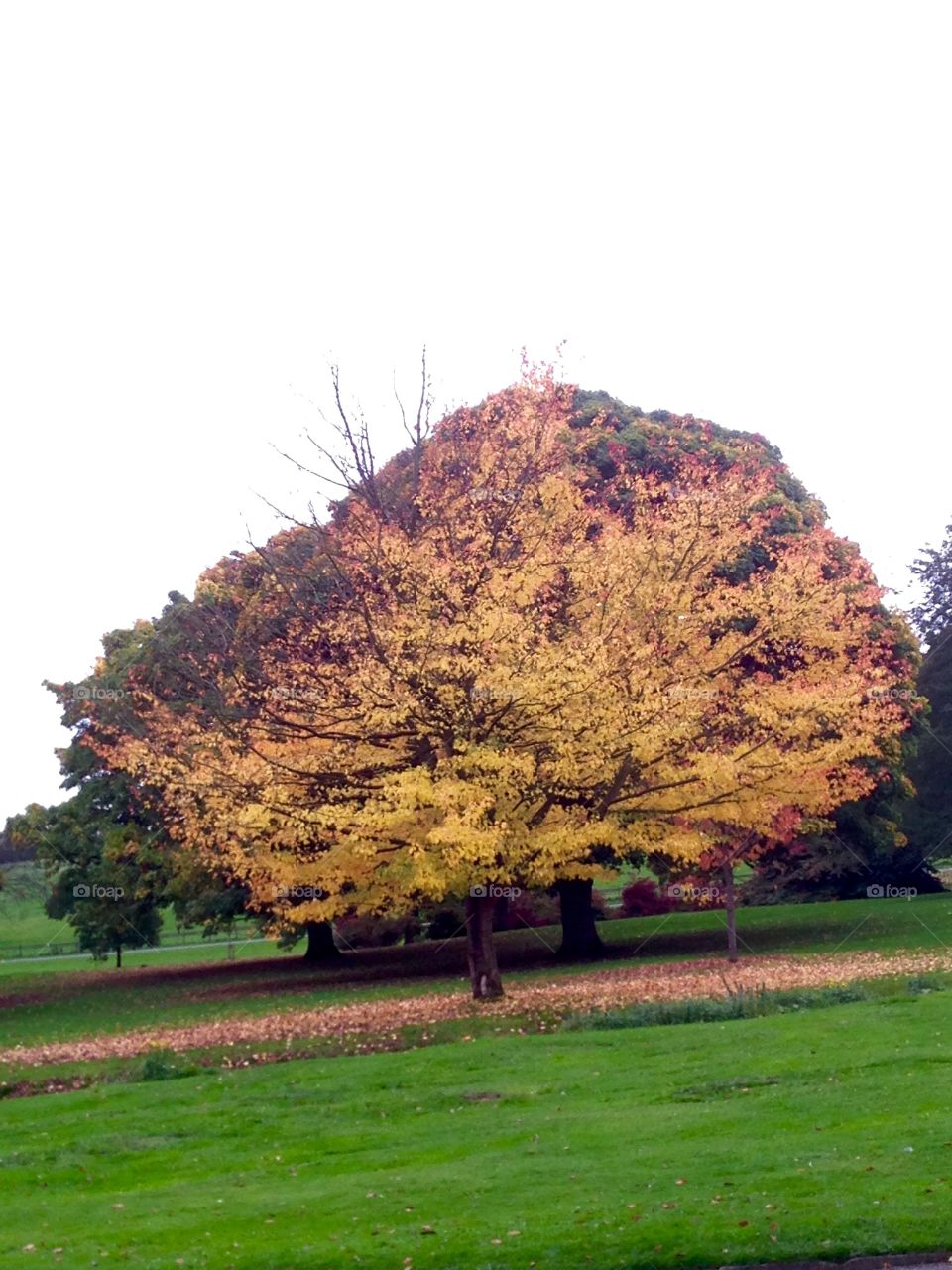 Tree glowing gold