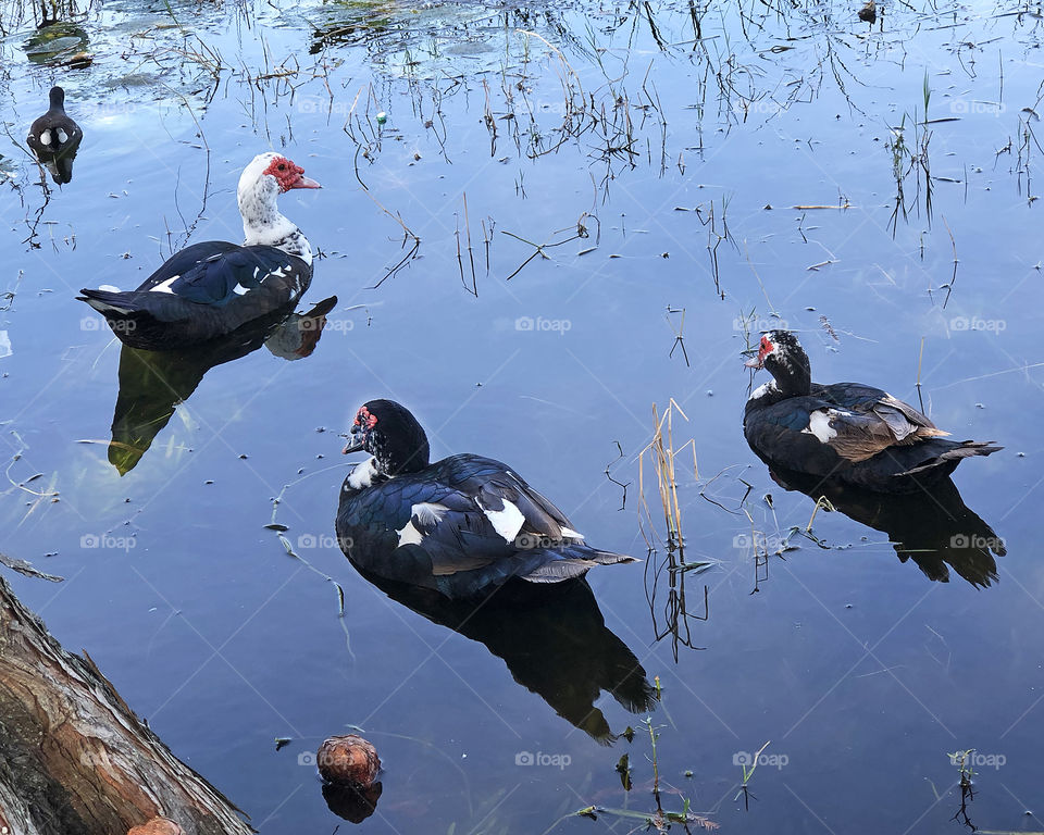 A group of Muscovy ducks