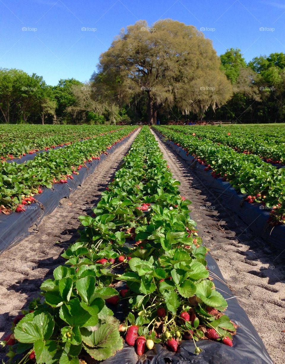 Strawberry Fields Forever