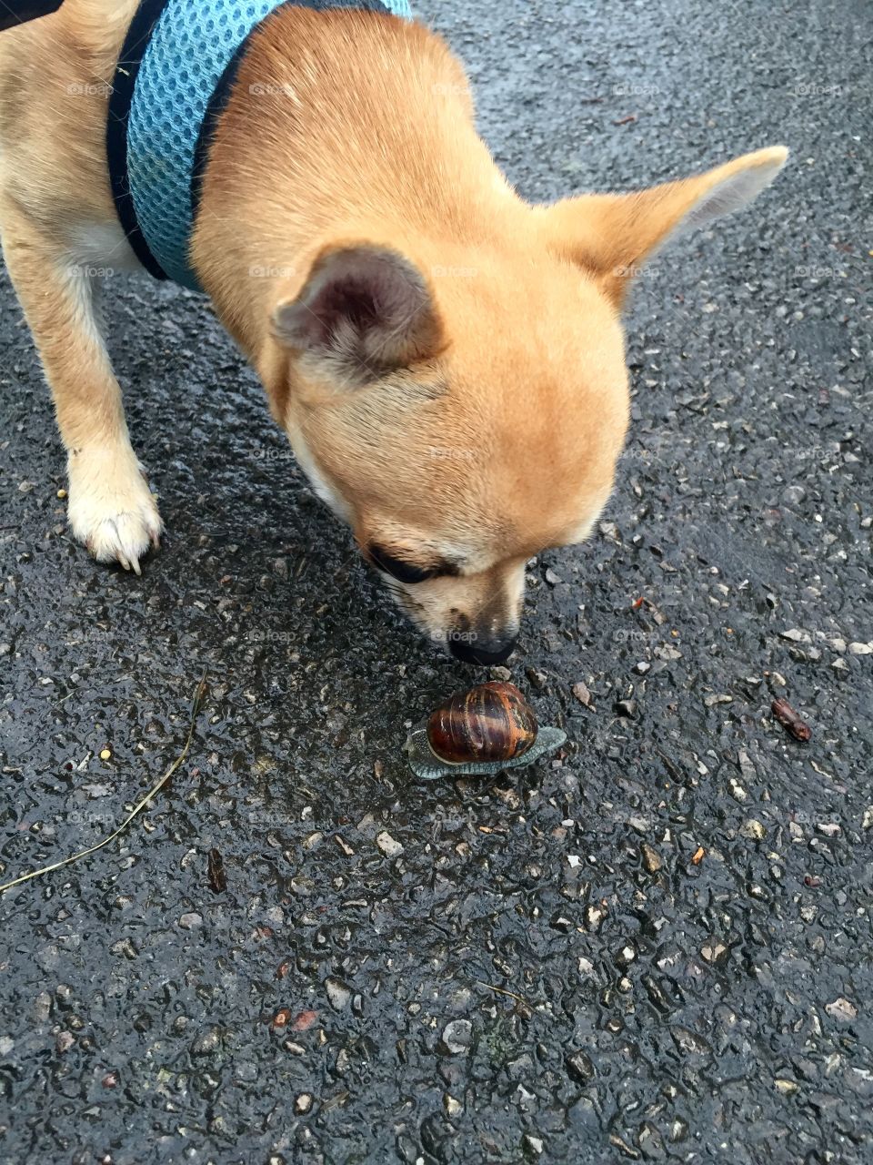 Close-up of a dog and snail