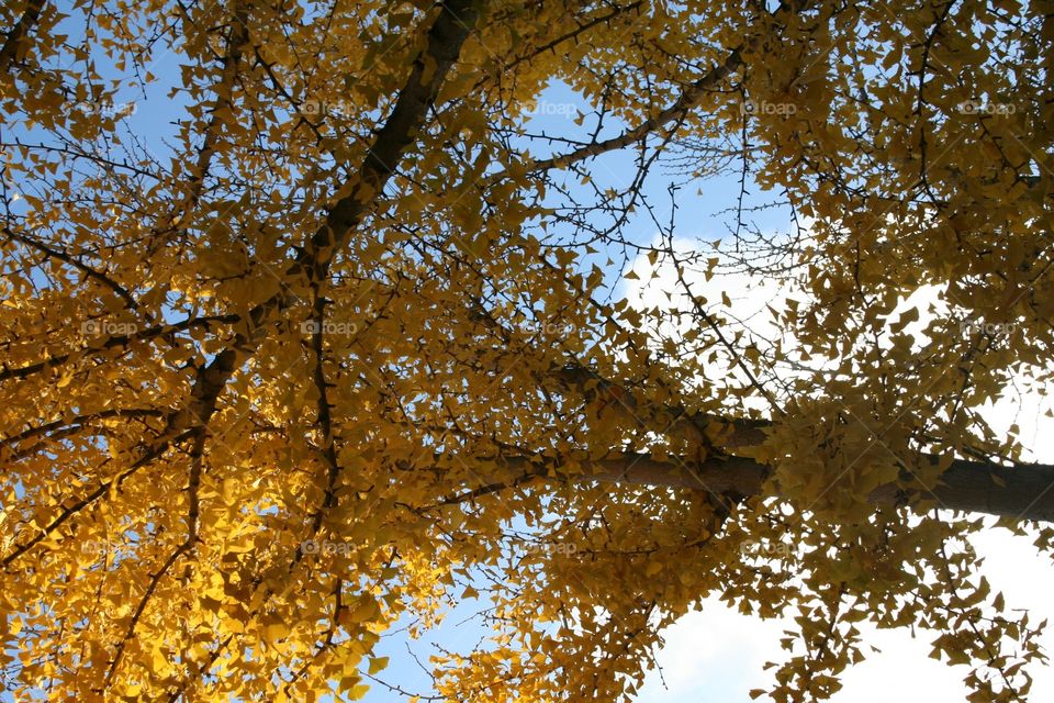Fall Leaves - Yellow