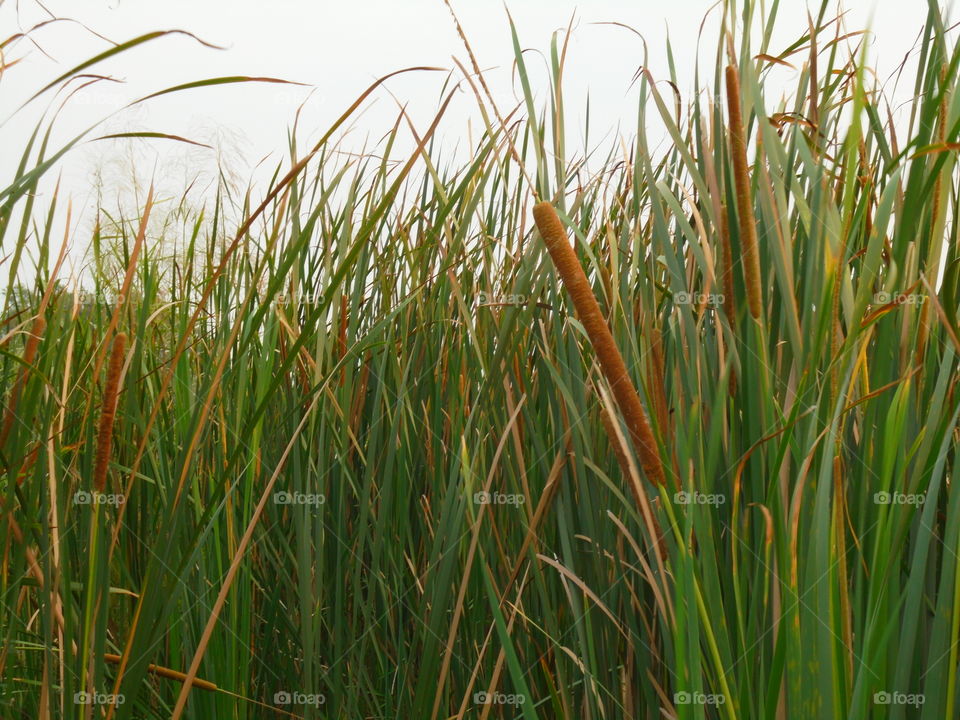 Bulrush in Rice field