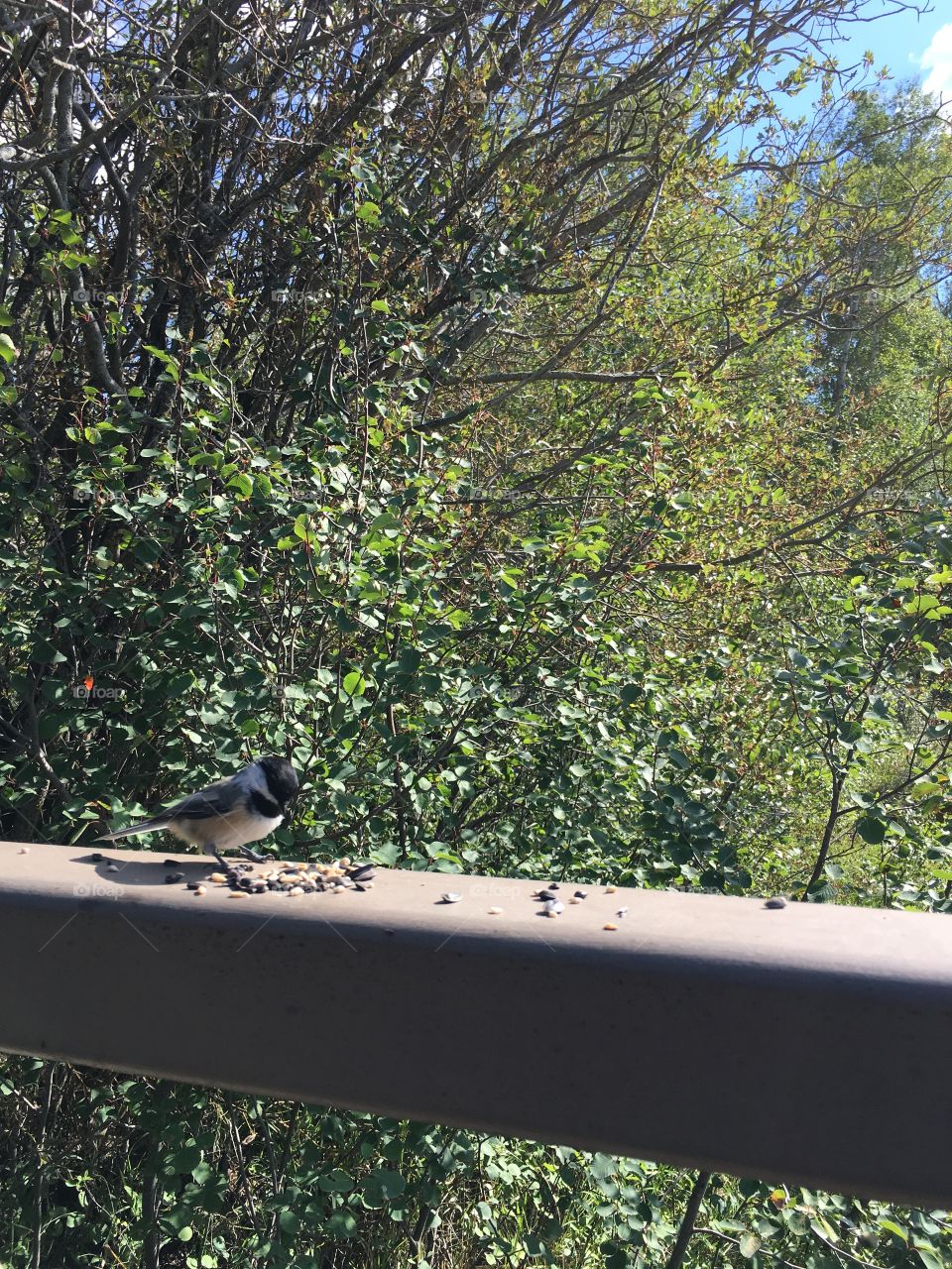 Tree, Bird, Nature, Outdoors, Wood