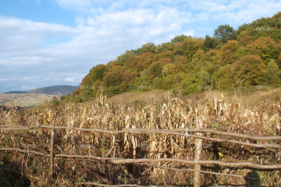 autumn countryside