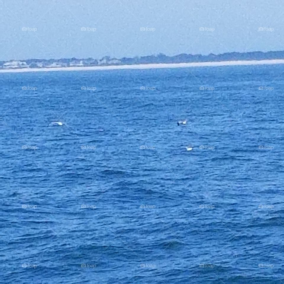 seagulls over the ocean