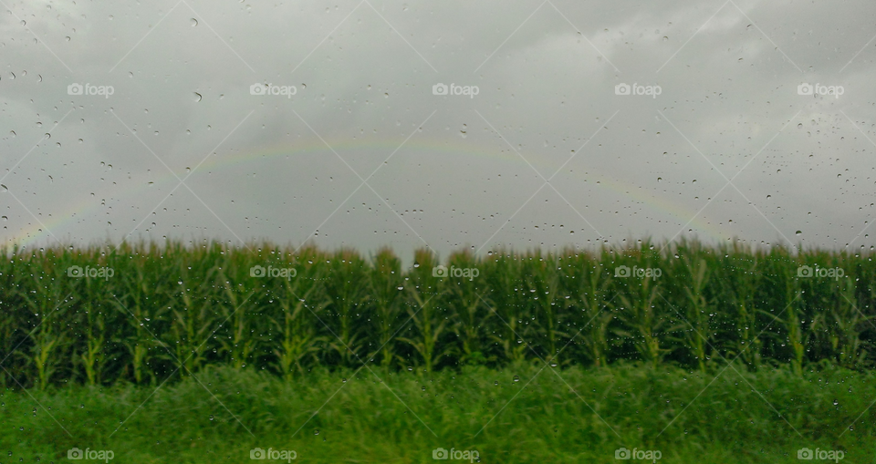 Rainbow in a Cornfield 
